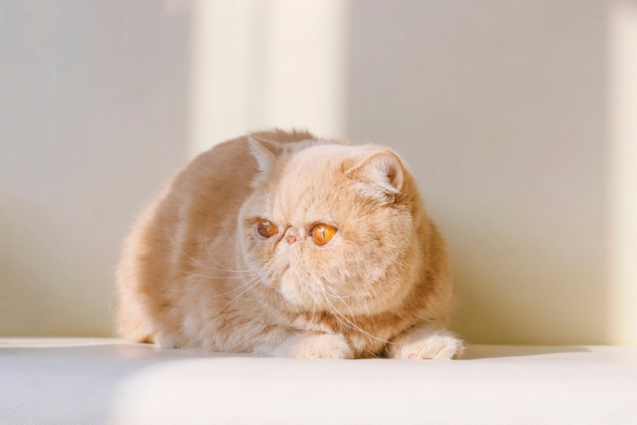 نژاد گربه اگزوتیک