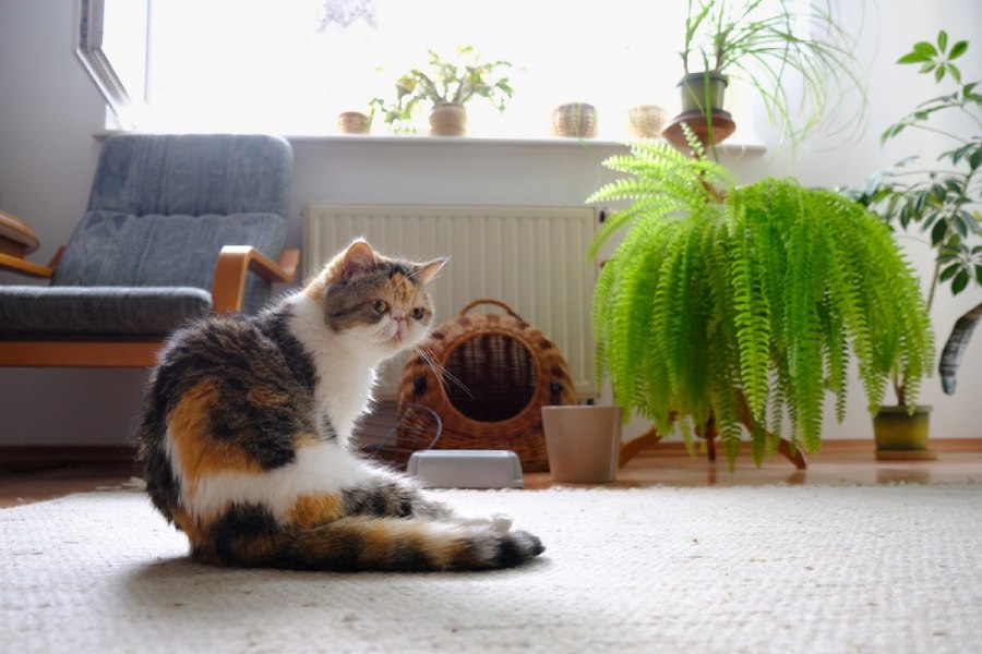 گربه اگزوتیک