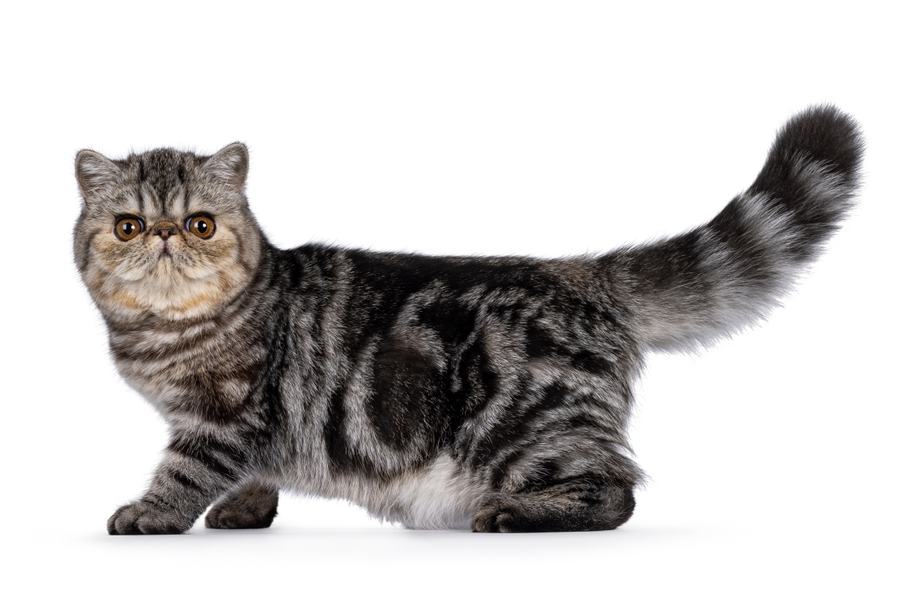 الگوی رنگی تابی Tabby