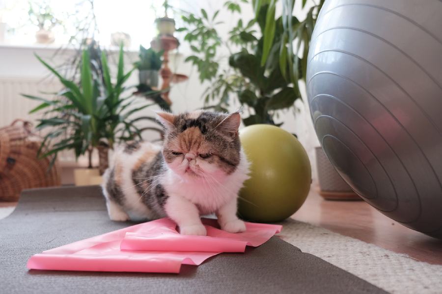 گربه اگزوتیک موکوتاه 