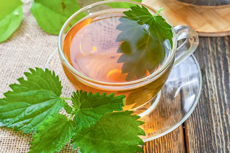 دمنوش گزنه؛ بهبود دهنده متابولیسم و هضم