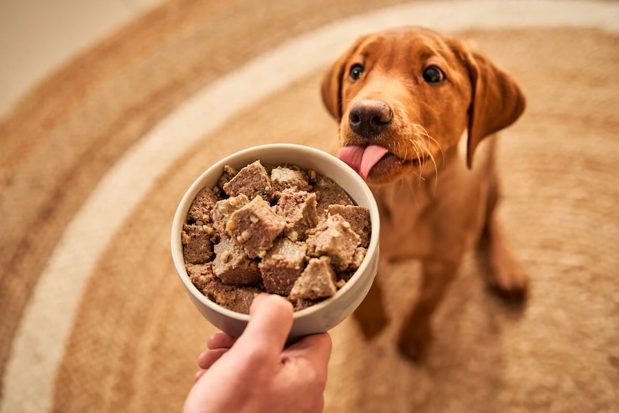 سلامت کنسرو سگ