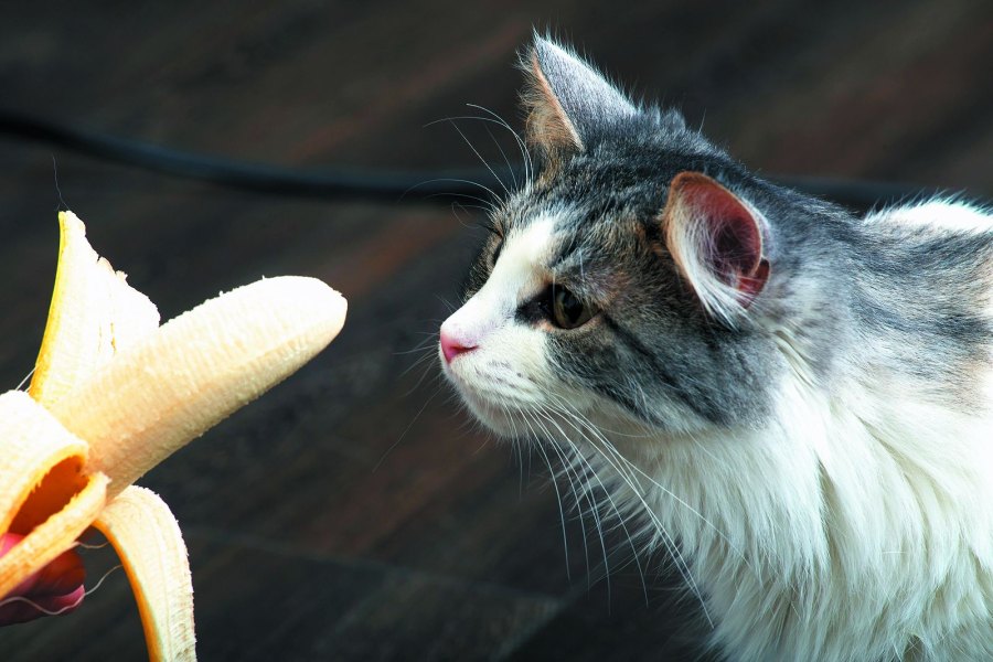 موز میوه مفید برای گربه