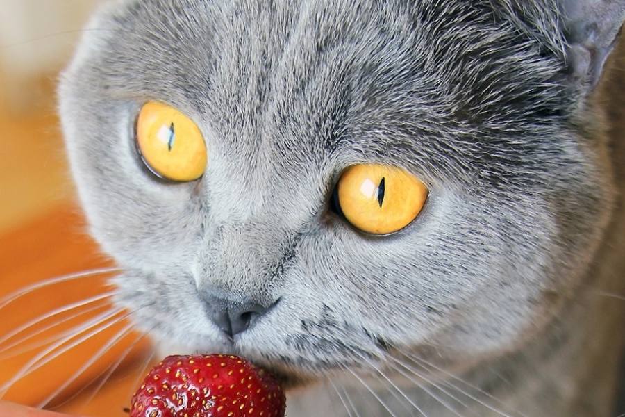 توت فرنگی میوه مفید برای گربه