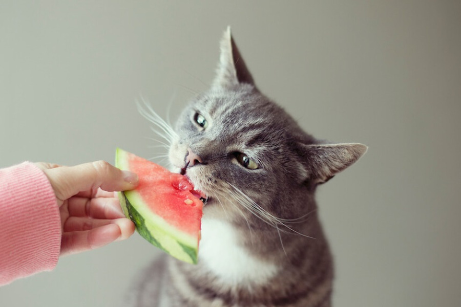 هندوانه میوه مفید برای گربه