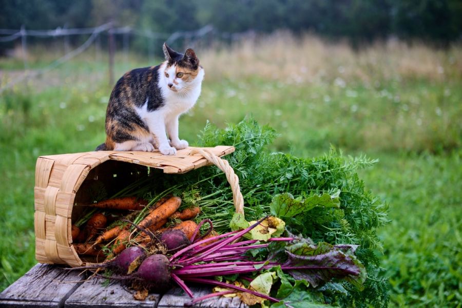 هویج برای گربه