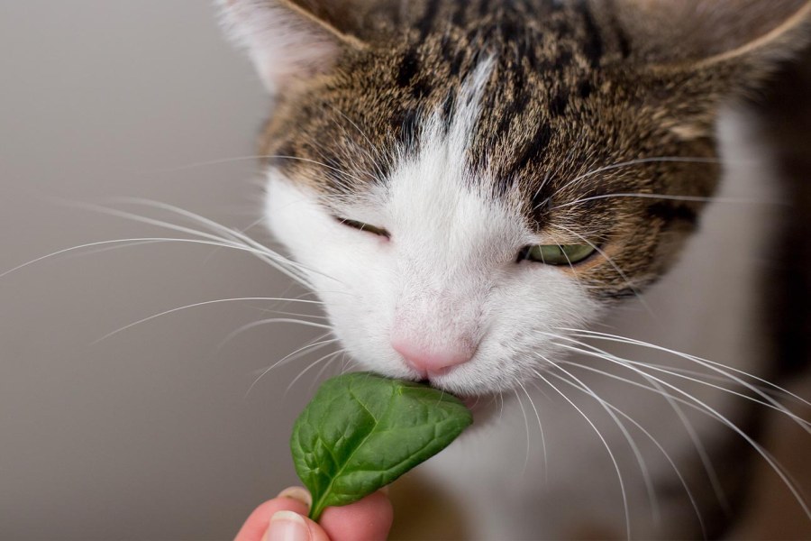 اسفناج برای گربه