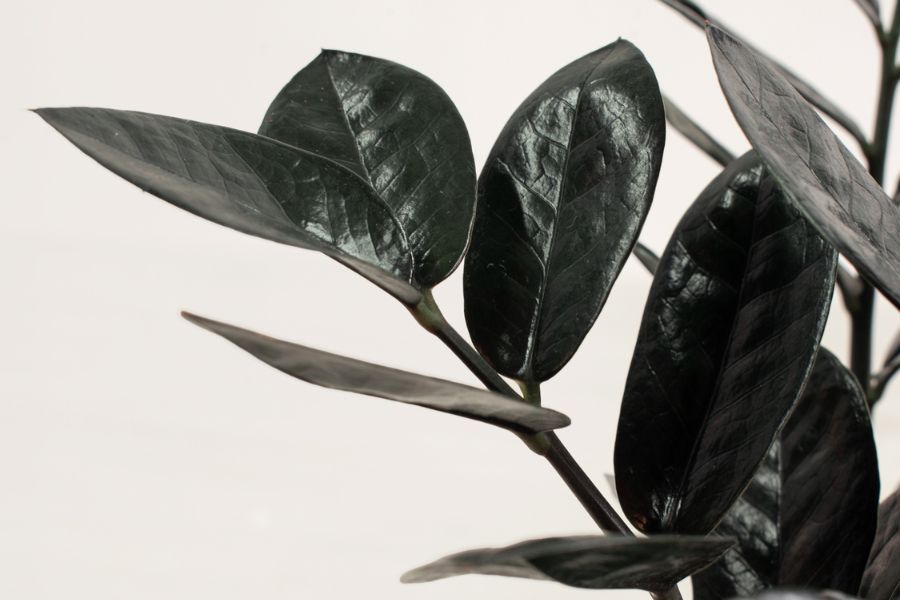 معرفی گل زاموفیلیا بلک