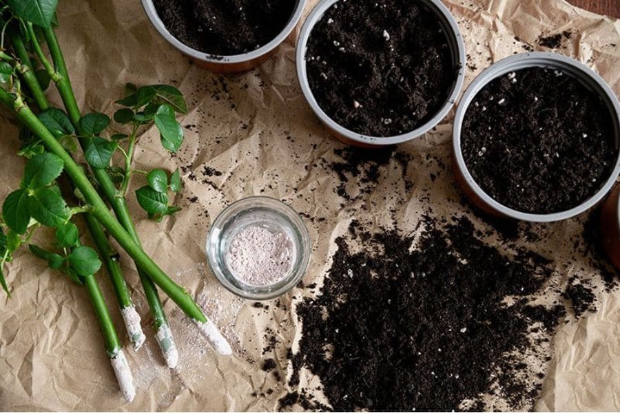 نگهداری قلمه گل رز پس از کاشت