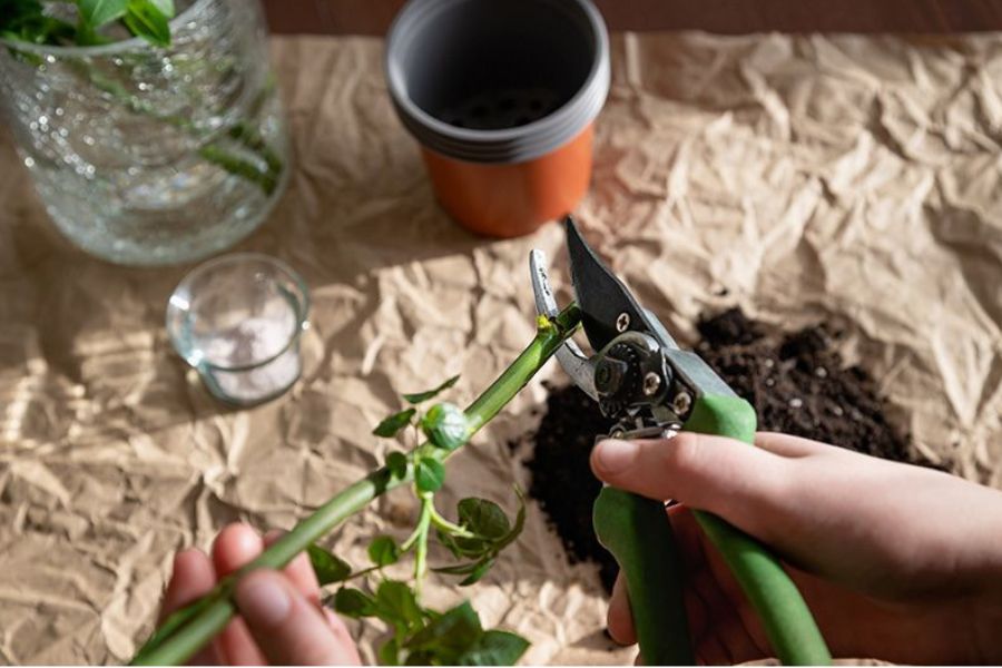 قلمه زدن گل رز