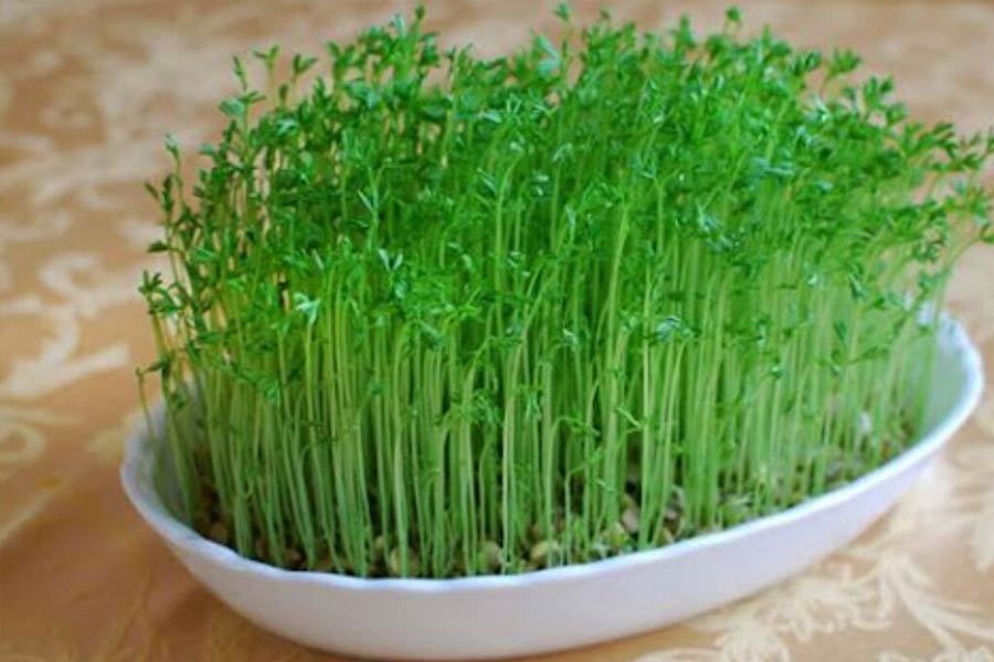 نکات مهم برای رشد سریع تر سبزه عید