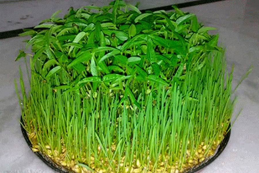 سبزه عید فوری