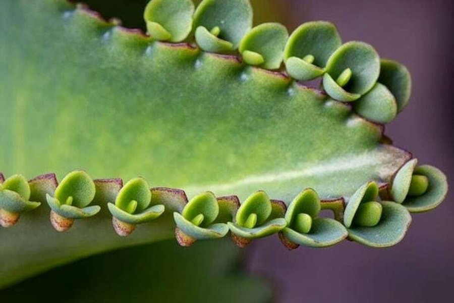 چگونه از بیماری‌های گل اشک تمساح پیشگیری کنیم؟