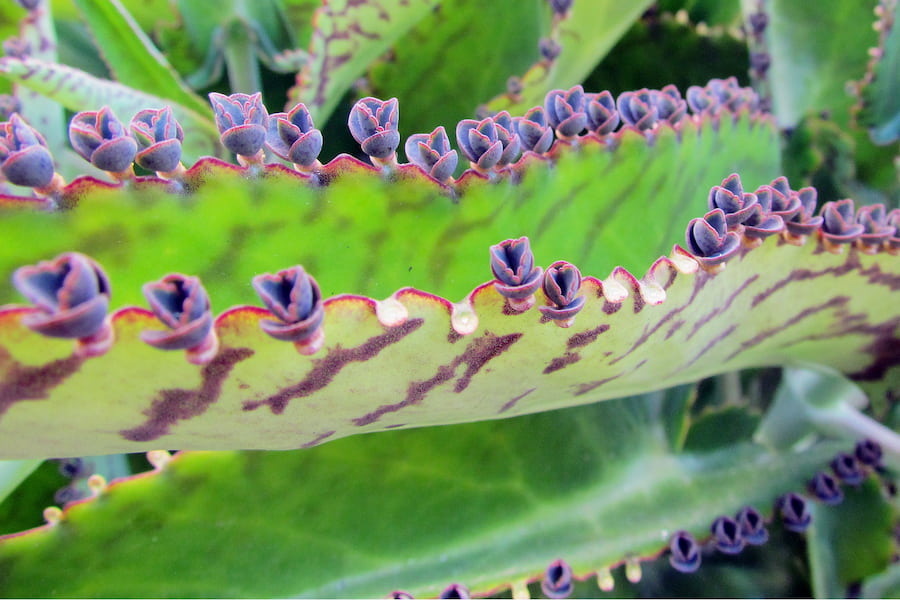 گل اشک تمساح نماد چیست؟