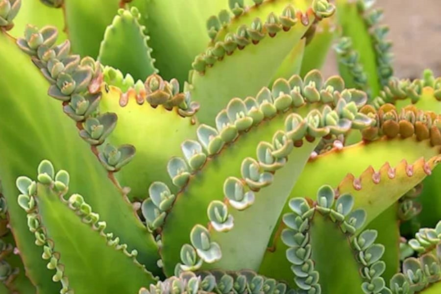 بیماری ‌های گل اشک تمساح