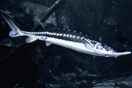 ماهی اوزون برون