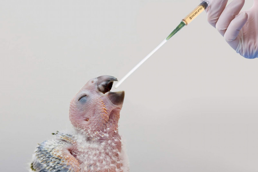 غذای جوجه عروس هلندی