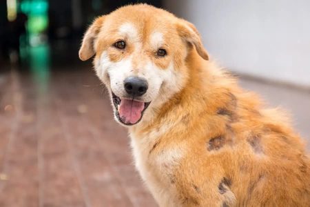 درمان جرب سگ