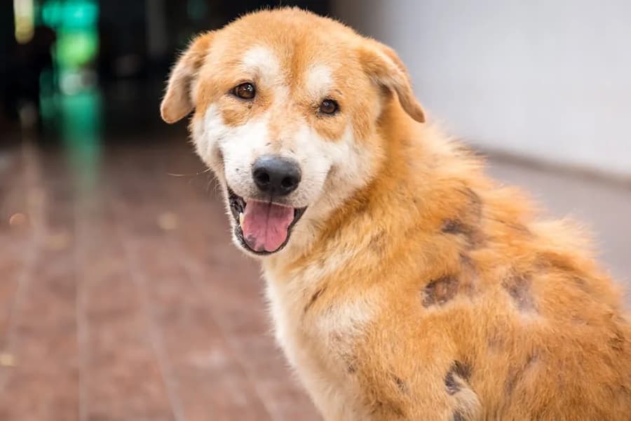 درمان جرب سگ