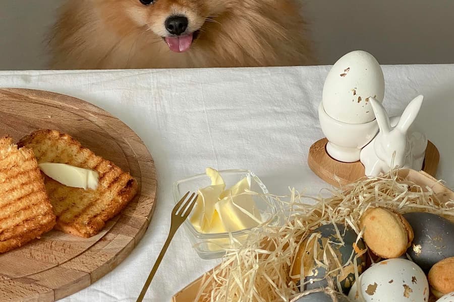 تخم مرغ آب پز برای سگ