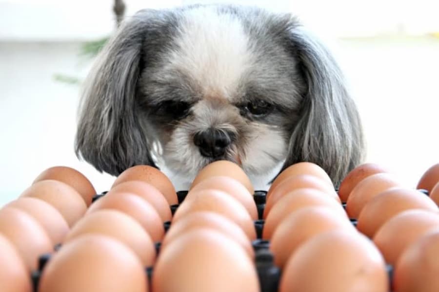 تخم مرغ برای سگ
