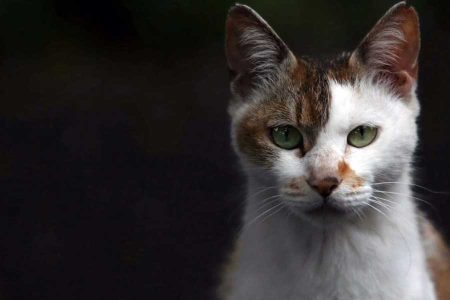 انواع بیماری های پوستی گربه