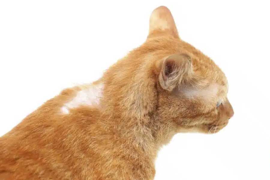 ریزش مو و آلوپسی در گربه