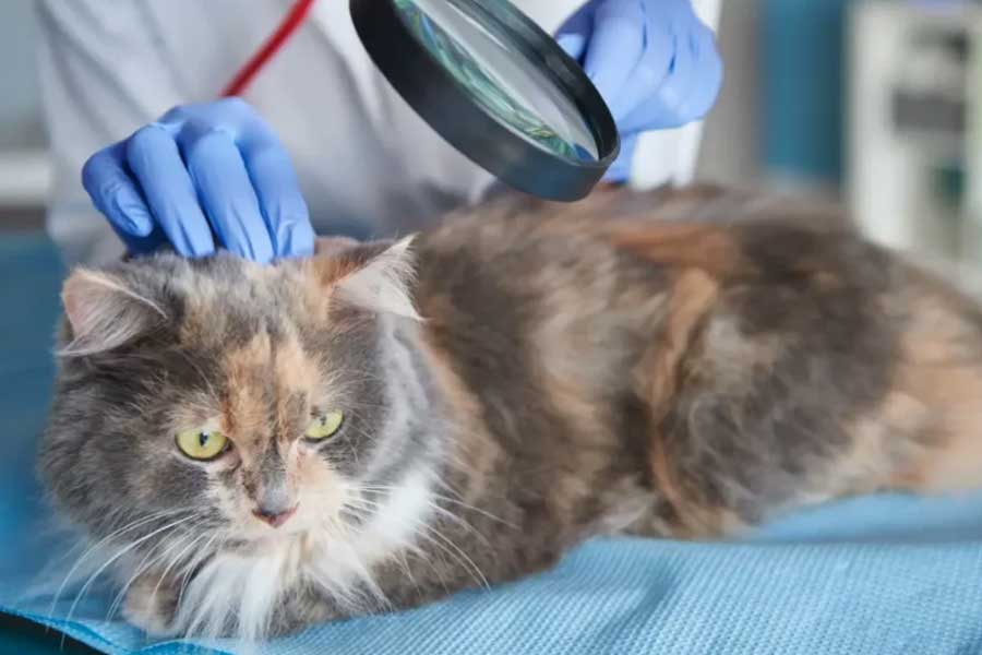 زخمهای پوستی در گربهها