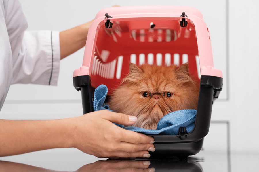 باکس حمل و نقل گربه