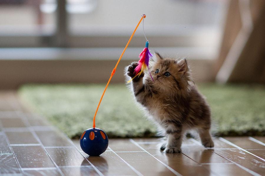 اسباب بازی گربه