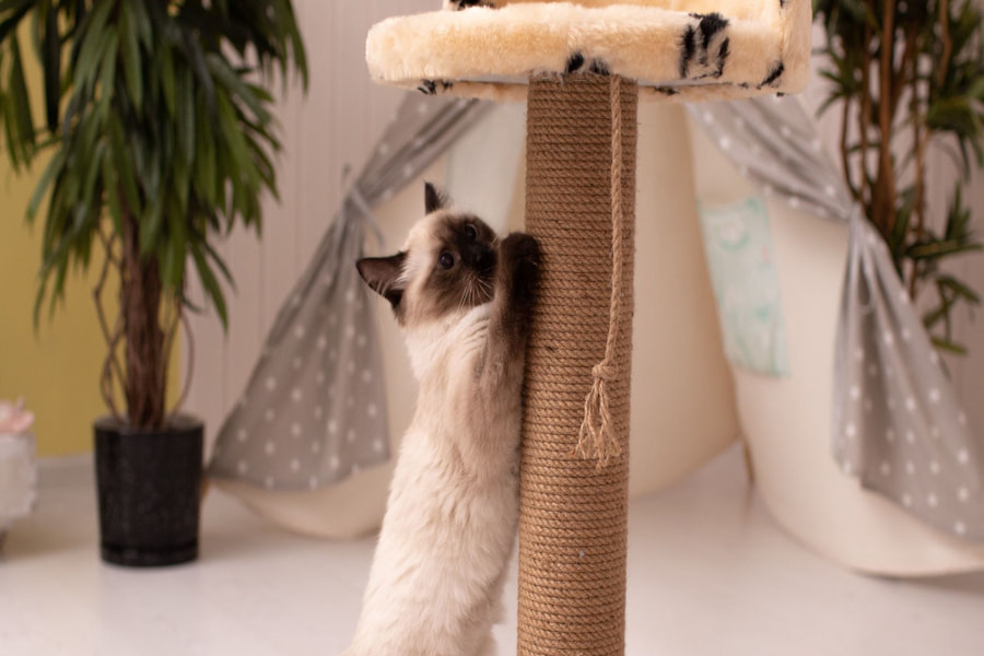 اسکرچر گربه