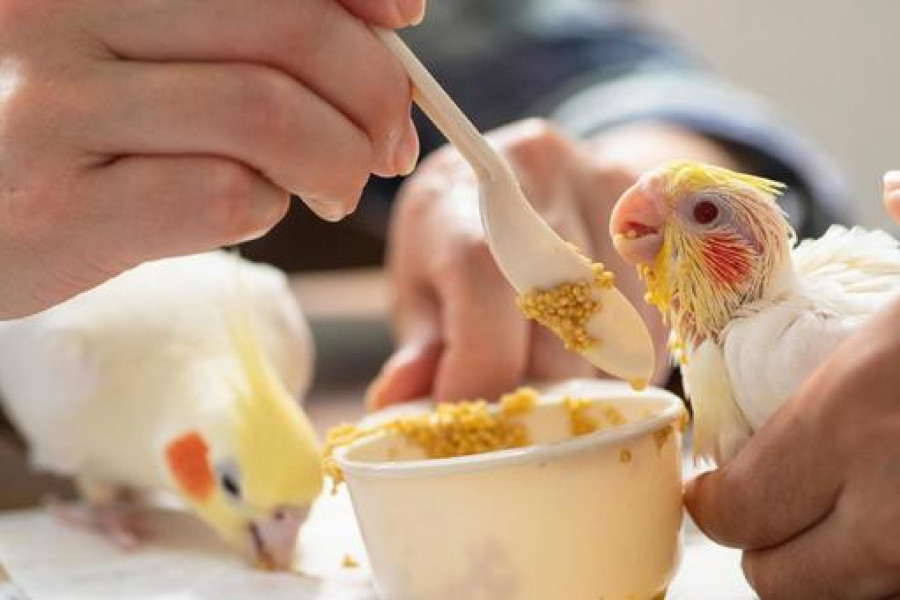 غذای جوجه عروس هلندی