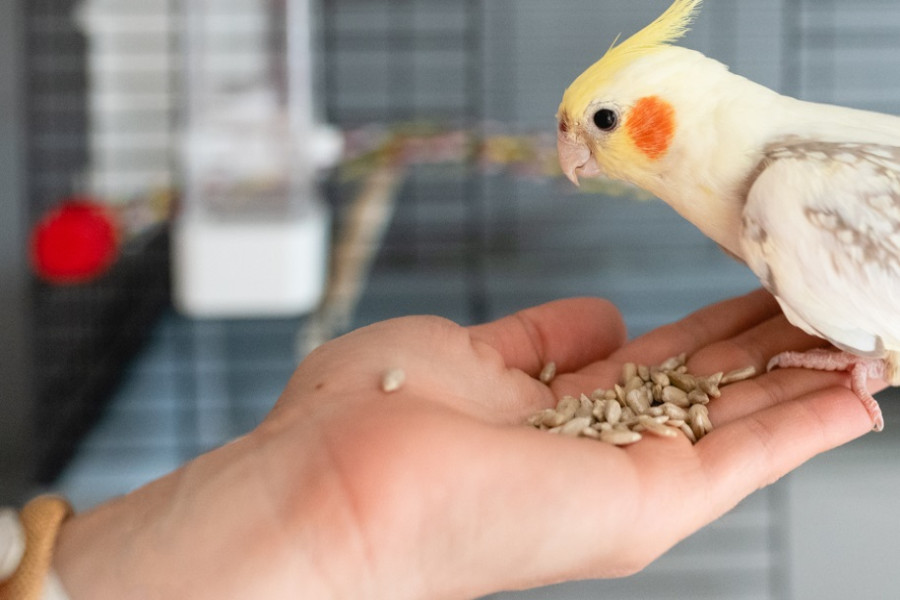 دون خور شدن جوجه عروس هلندی