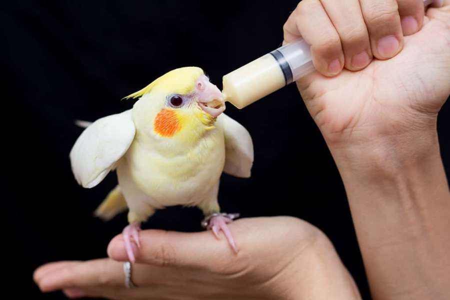 غذای جوجه عروس هلندی