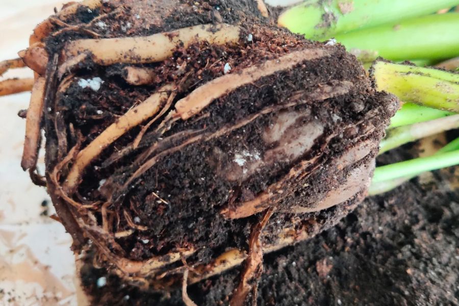 بیماری های گل زاموفیلیا بلک