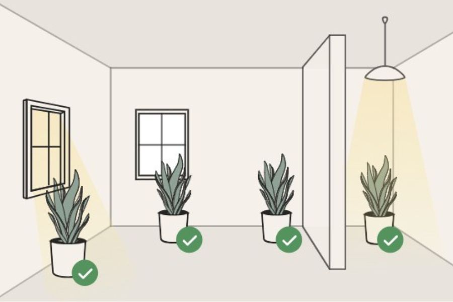 روش های نگهداری زاموفیلیا بلک