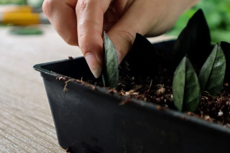 روش های تکثیر زاموفیلیا بلک