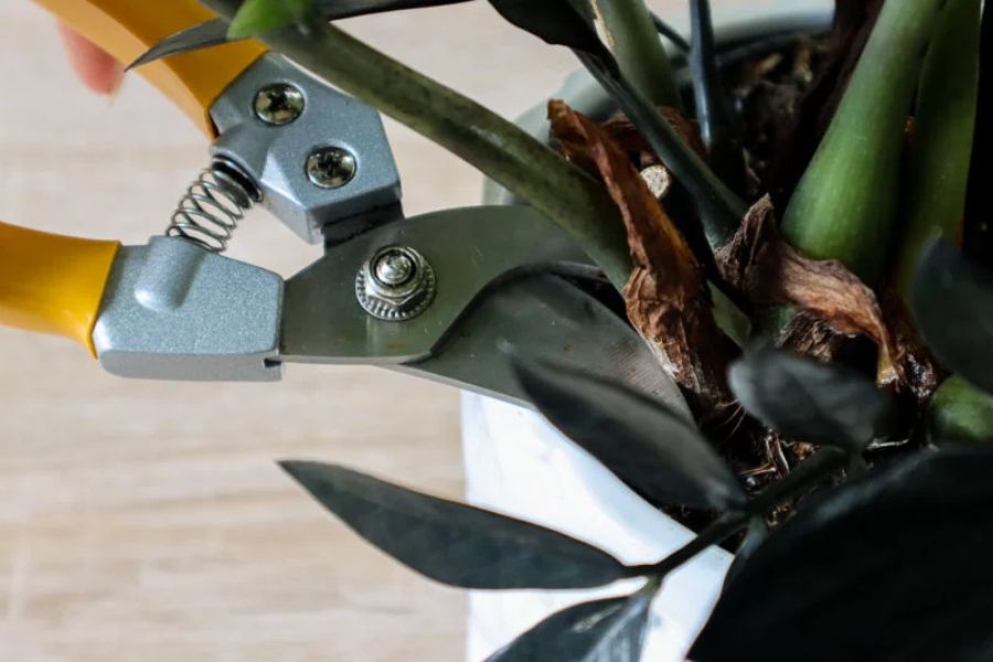 هرس و فرمدهی گل زاموفیلیا بلک