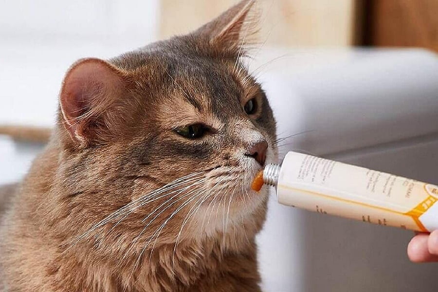 خمیر مالت گربه