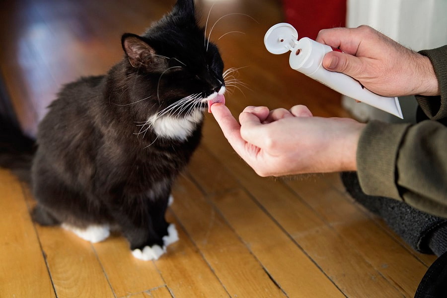 مقدار مصرف مالت گربه