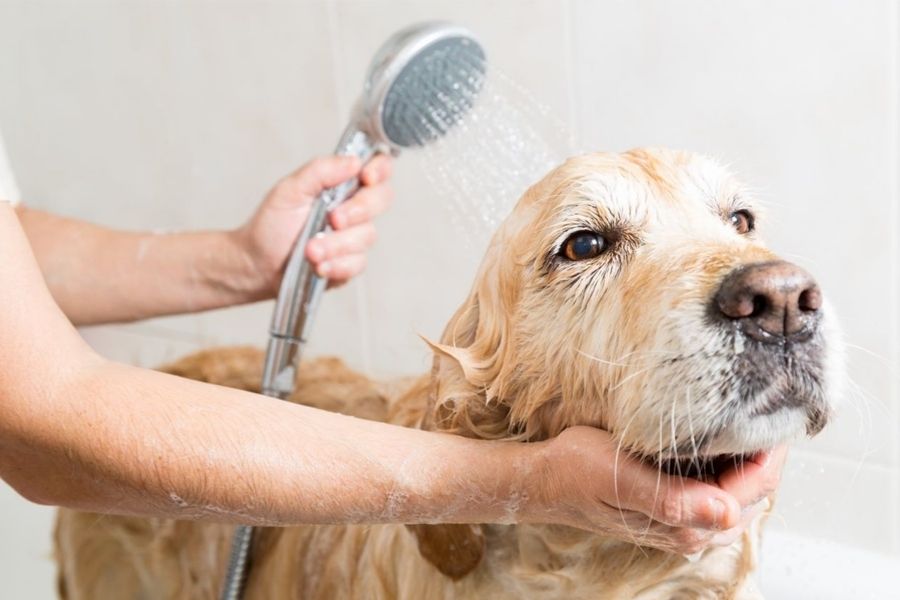 هر چند وقت یک بار باید سگ را حمام کرد؟