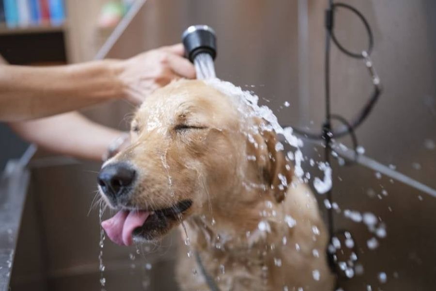 آموزش حمام کردن سگ