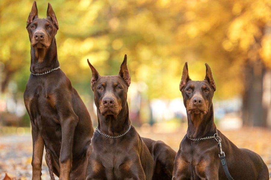 خصوصیات ظاهری سگ دوبرمن