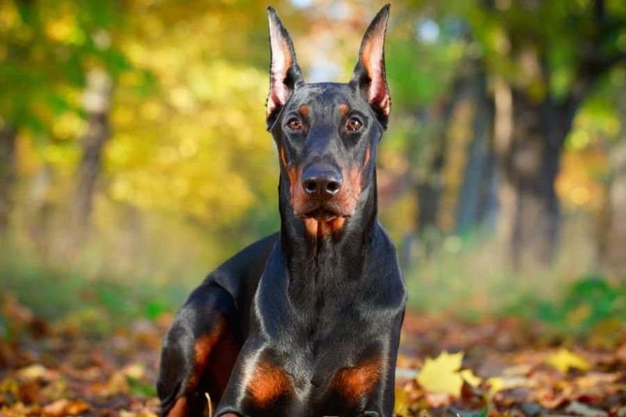 سگ دوبرمن