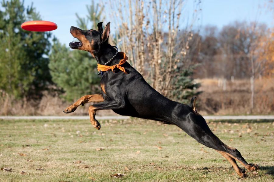 فعالیت و انرژی سگ دوبرمن