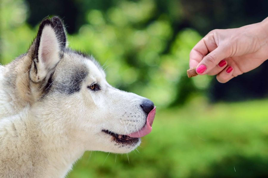 تغذیه سگ هاسکی