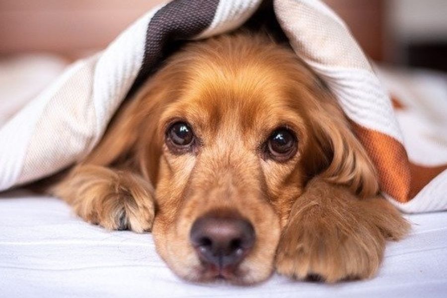 سگ از چه حیوانی می‌ترسد