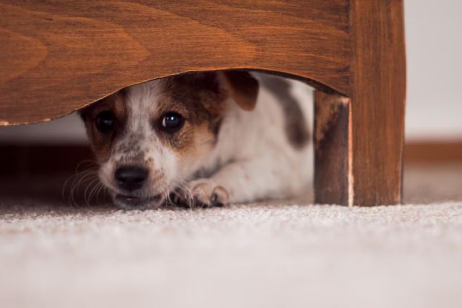 چگونه ترس سگ از حیوانات دیگر را کنترل کنیم؟