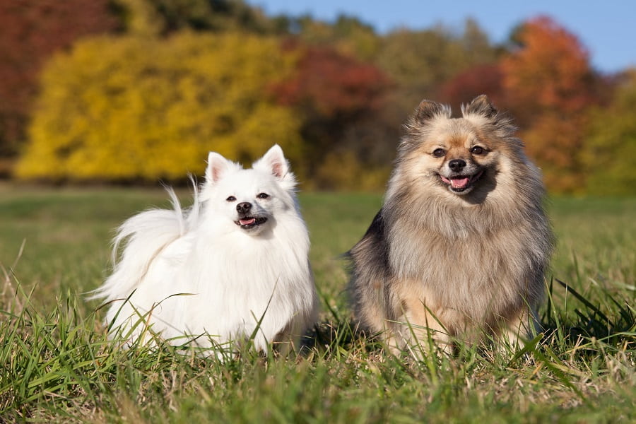 نژاد سگ اشپیتز