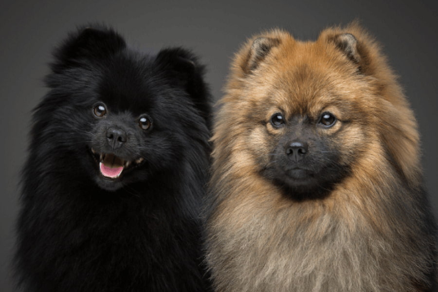 رنگ های سگ اشپیتز